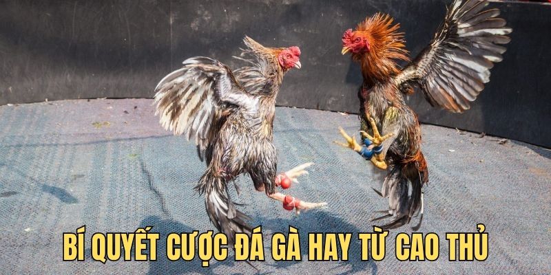 Bỏ túi những bí quyết cược đá gà hay từ sư kê