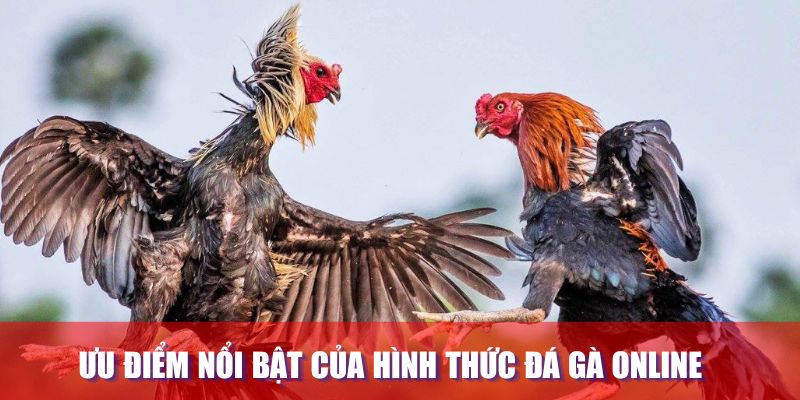 Ưu điểm nổi bật của hình thức đá gà trực tuyến